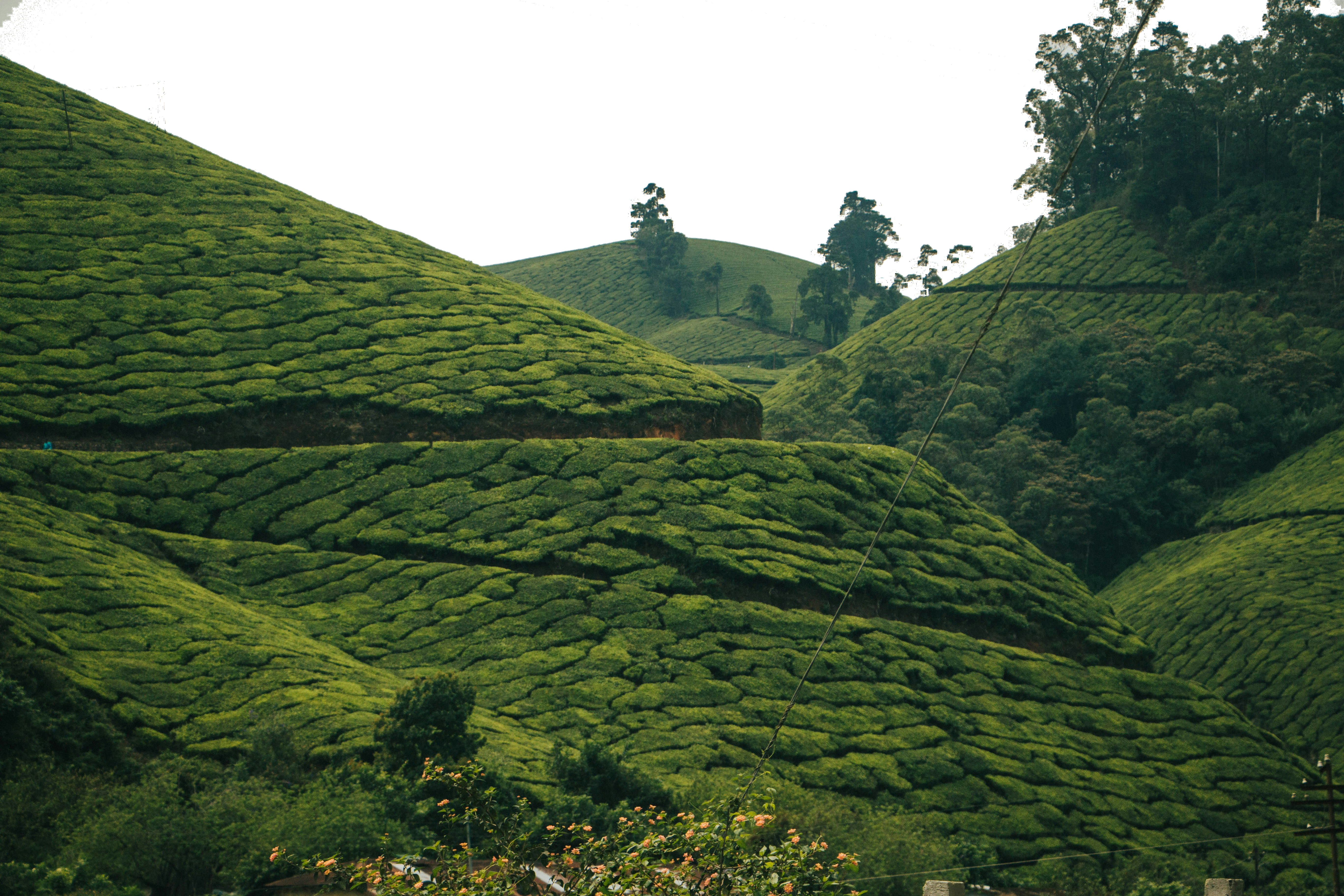 The tea hills at Aperio's ridge, sky removed so the view opens toward the horizon
